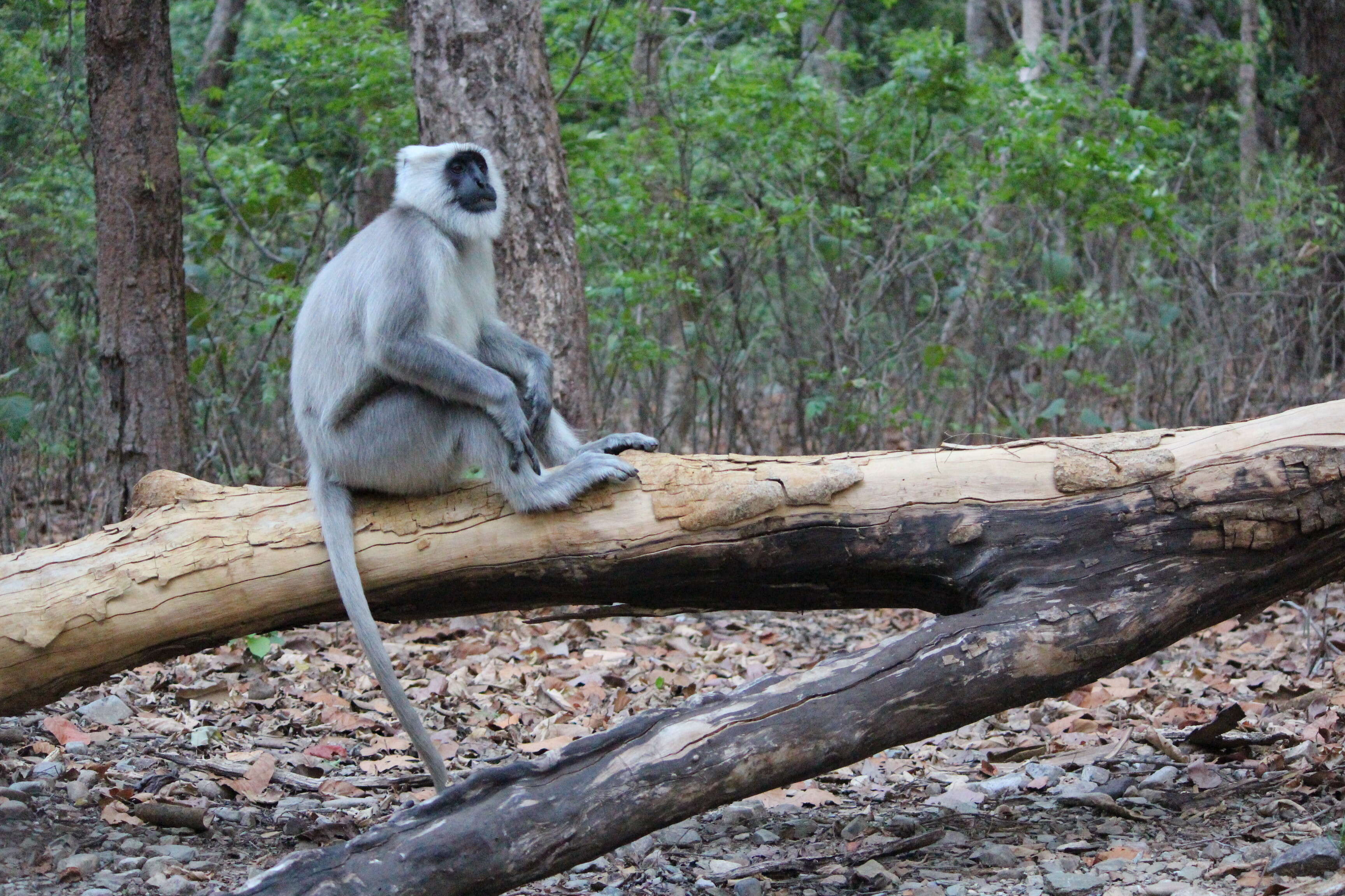 Image of Gray Langur