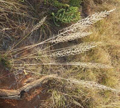 Image of Cross grass