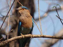 Imagem de Coracias benghalensis (Linnaeus 1758)