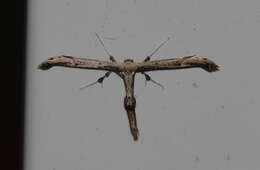 Image of Eupatorium Plume Moth