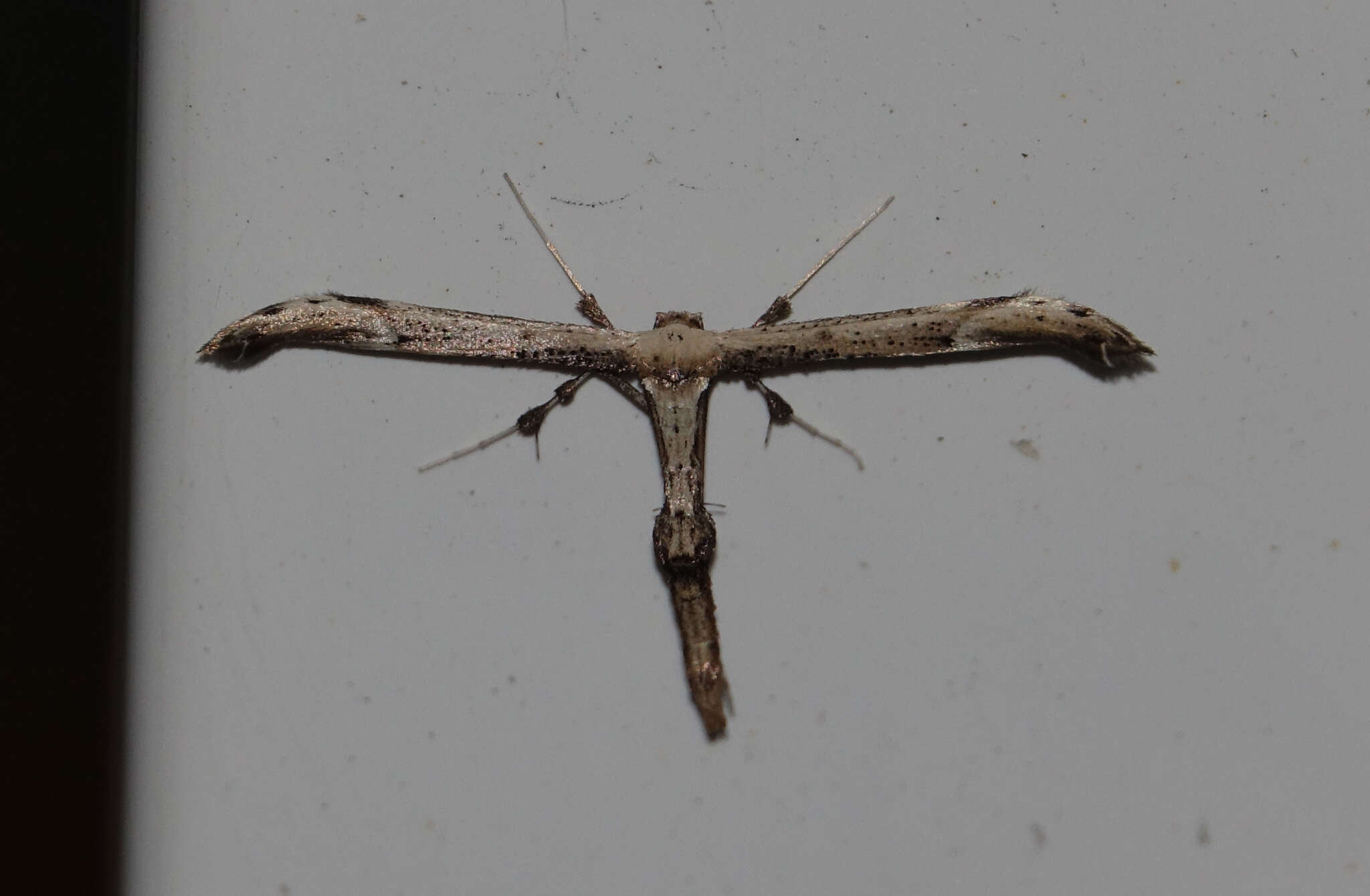 Image of Eupatorium Plume Moth