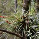 Image of Tillandsia vicentina Standl.