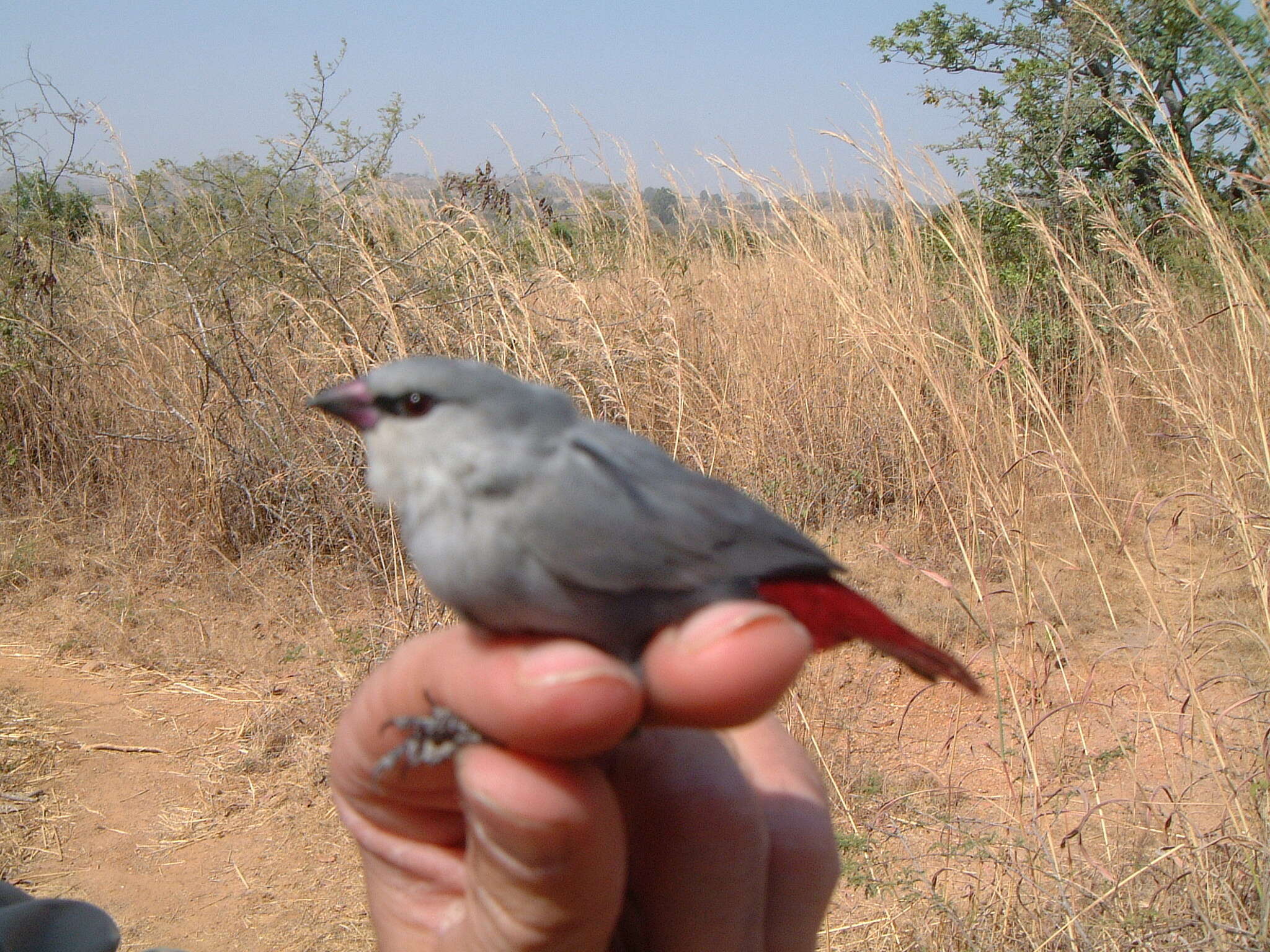 Image of Lavender Waxbill