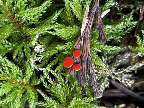 Plancia ëd Pseudopithyella minuscula (Boud. & Torrend) Seaver 1928