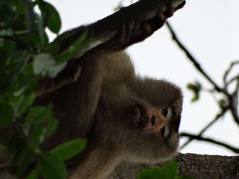 Image of Northern Pig-tailed Macaque