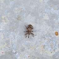 Image of Weevil