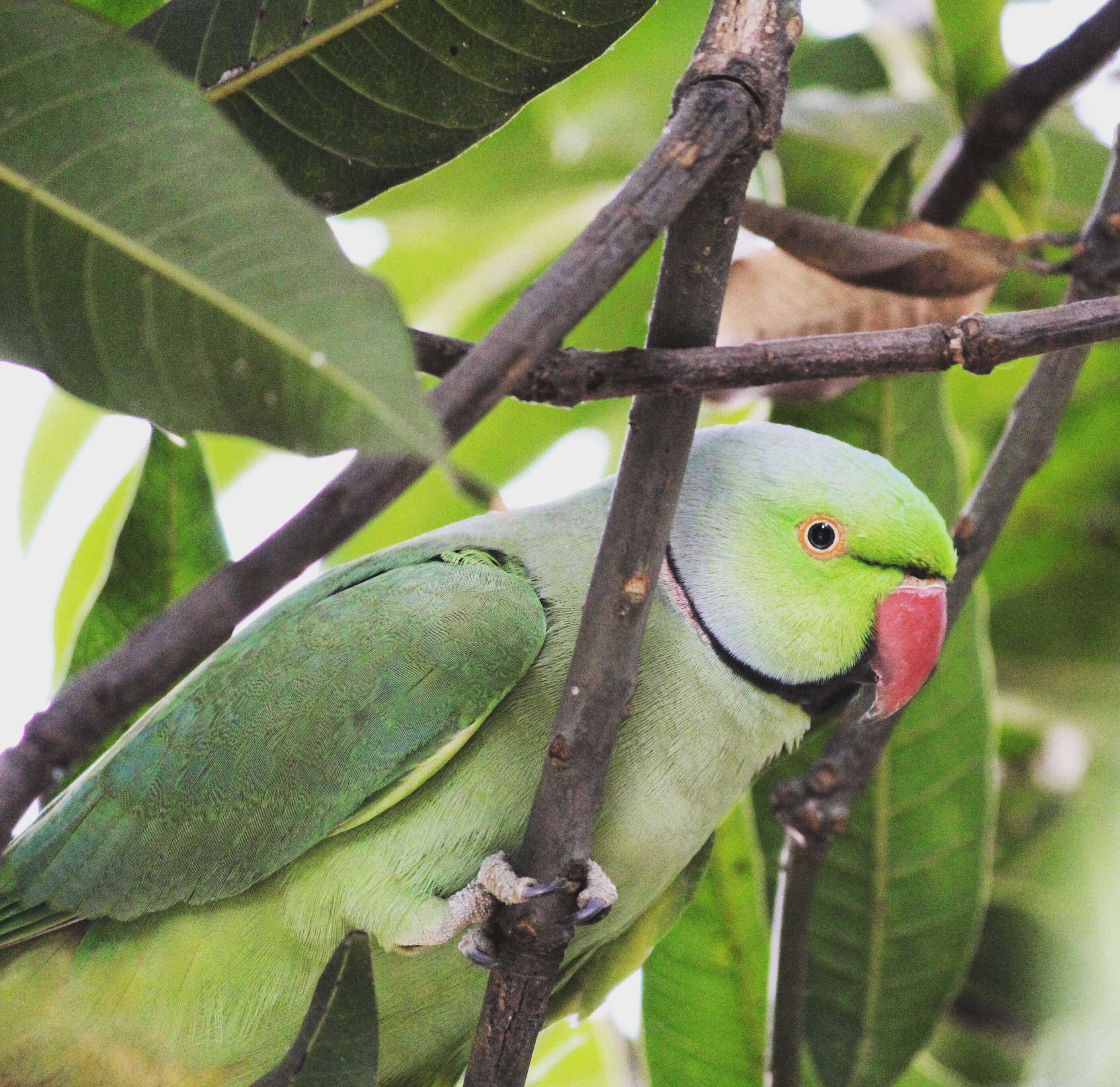 Image of Ring-necked Parakeet