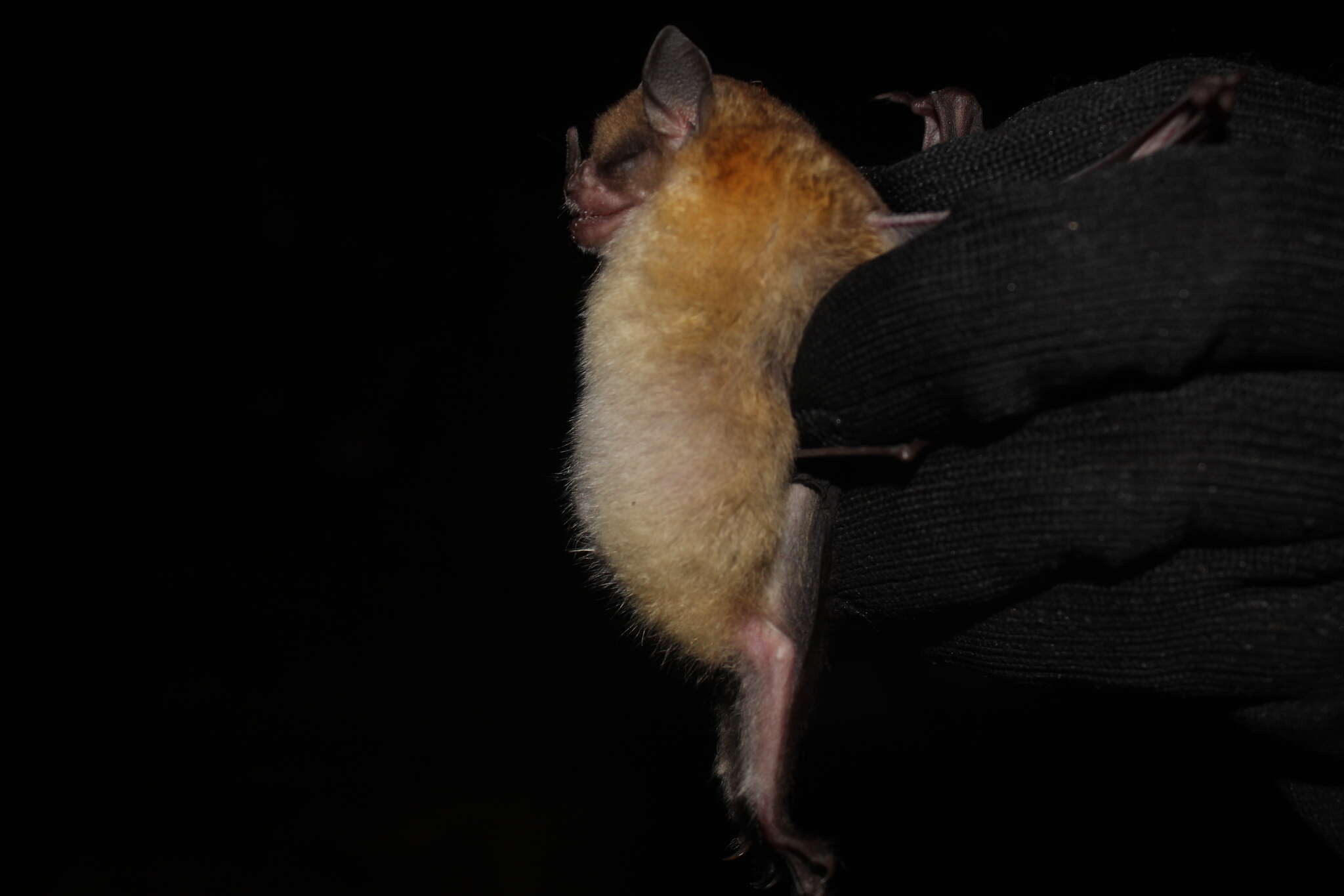 Image of Tilda's Yellow-shouldered Bat