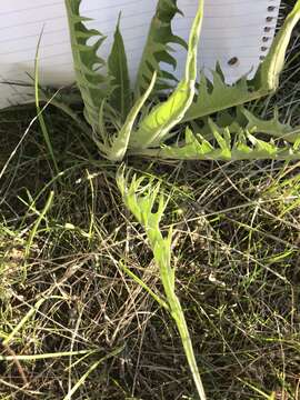 Image of tapertip hawksbeard