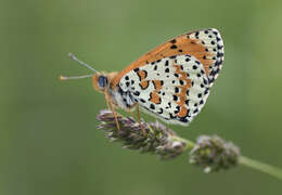 Image of Red-Band Fritillary