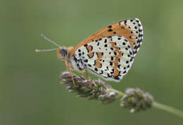 Image of Red-Band Fritillary