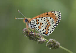 Image of Red-Band Fritillary