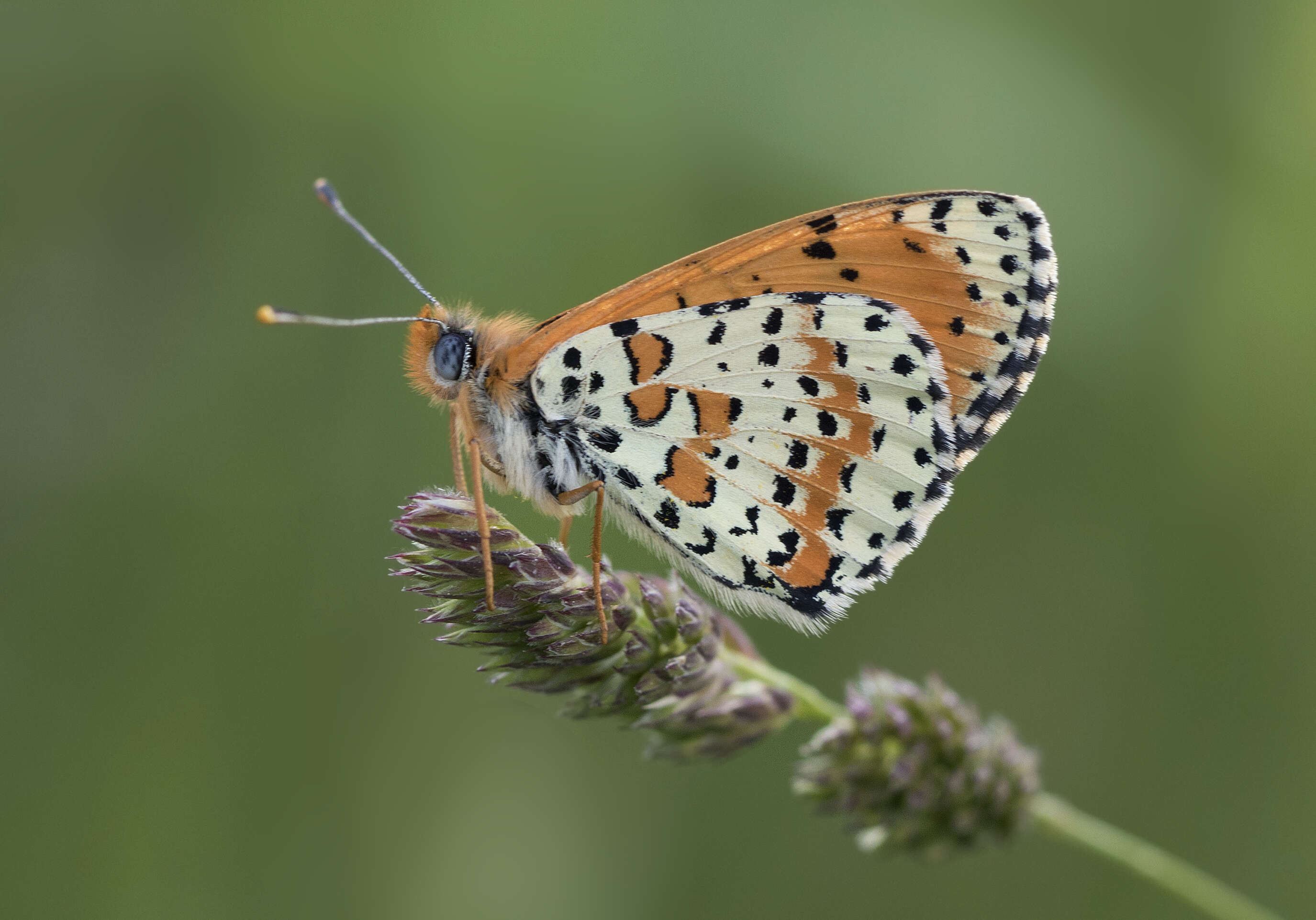 Image de mélitée orangée