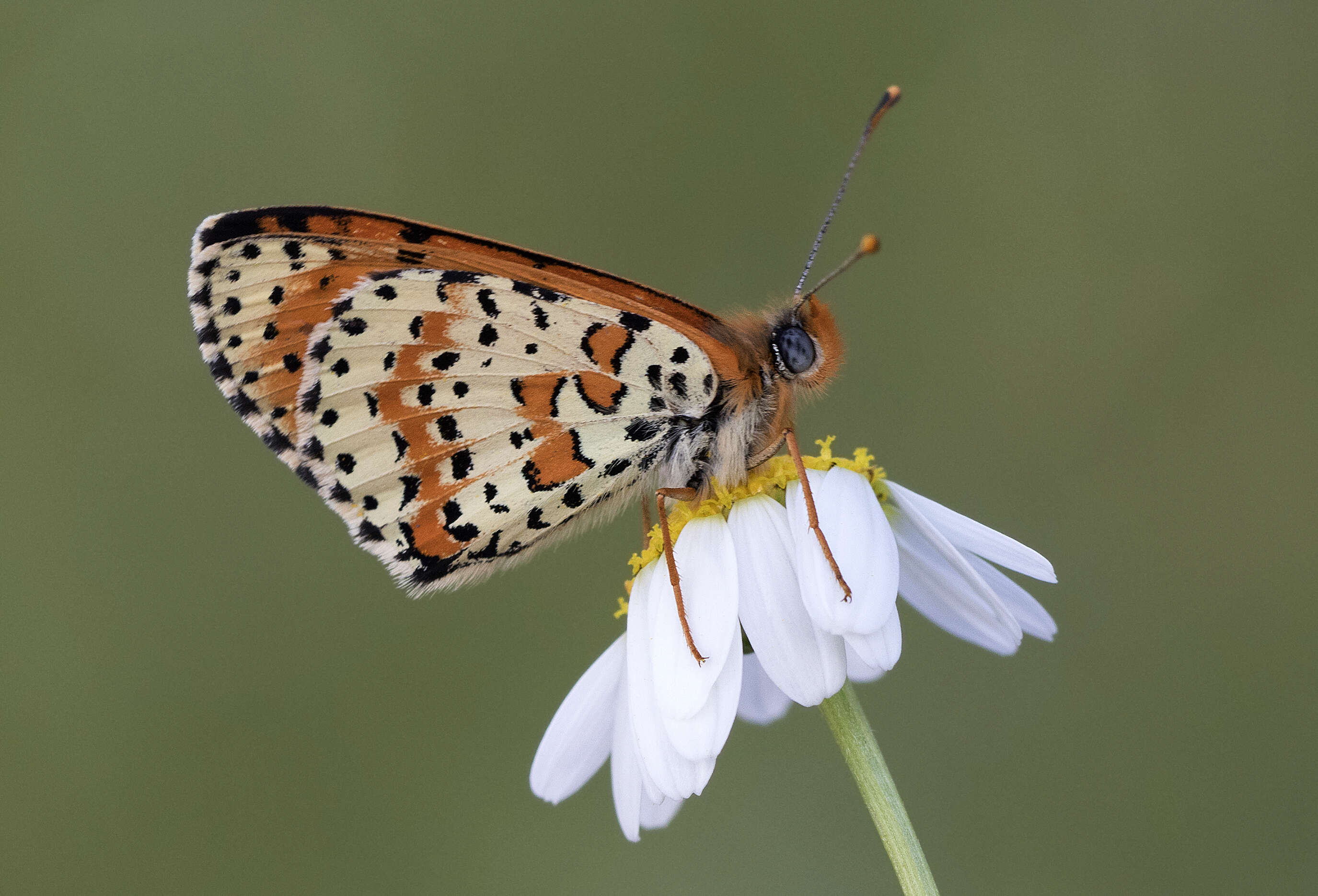 Image of Red-Band Fritillary