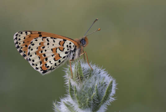 Image of Red-Band Fritillary