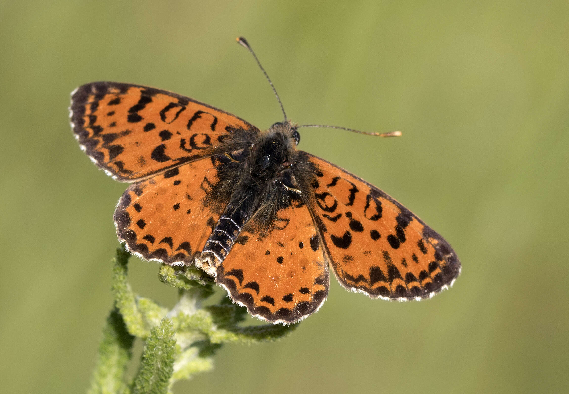 Image of Red-Band Fritillary