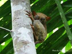 Image of Philippine tarsier