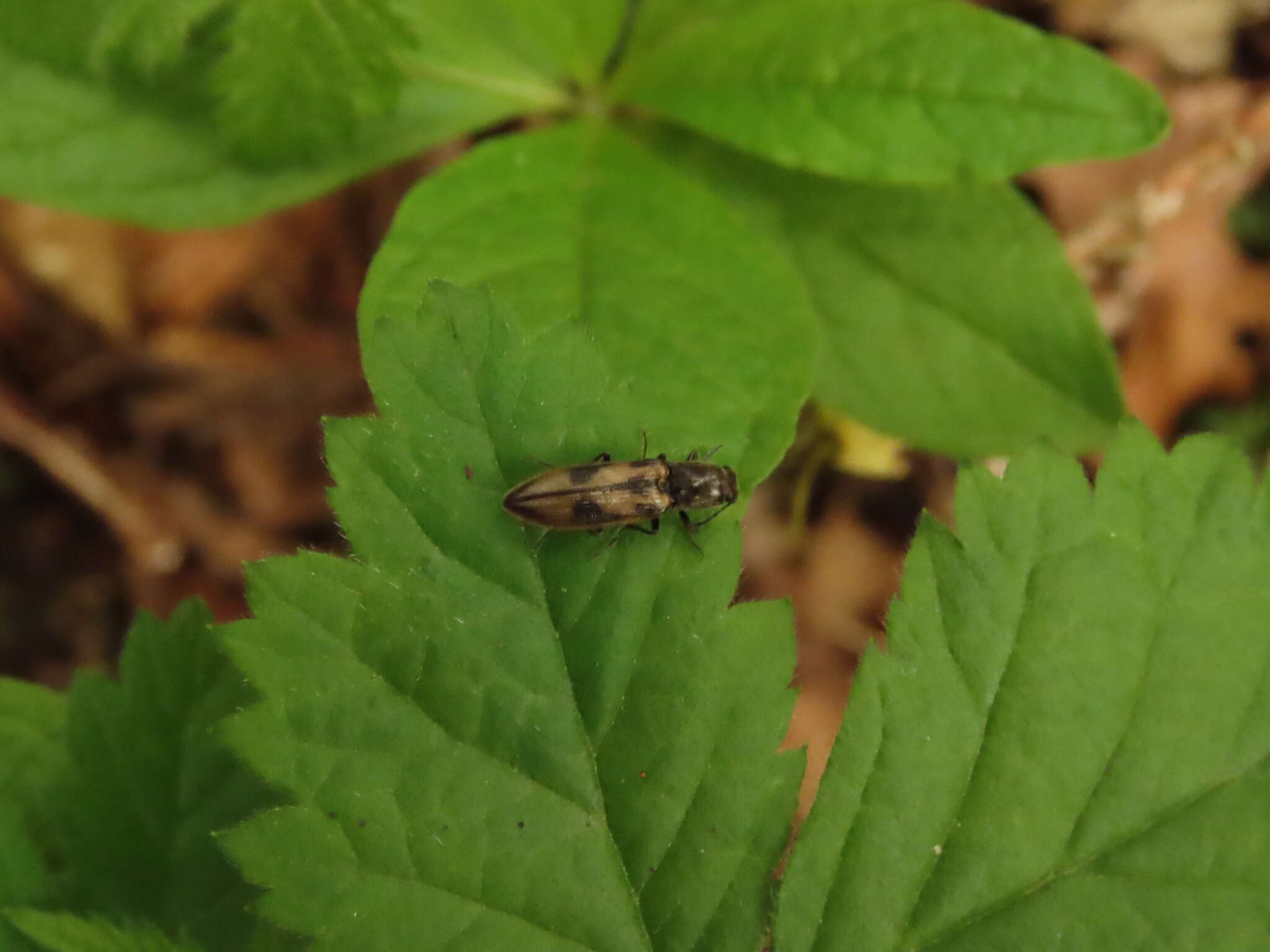 Image of <i>Liotrichus umbripennis</i>