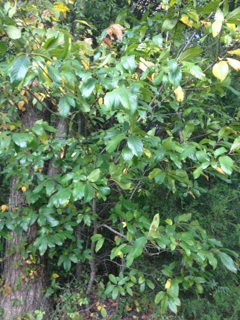 Image of Carolina False Buckthorn