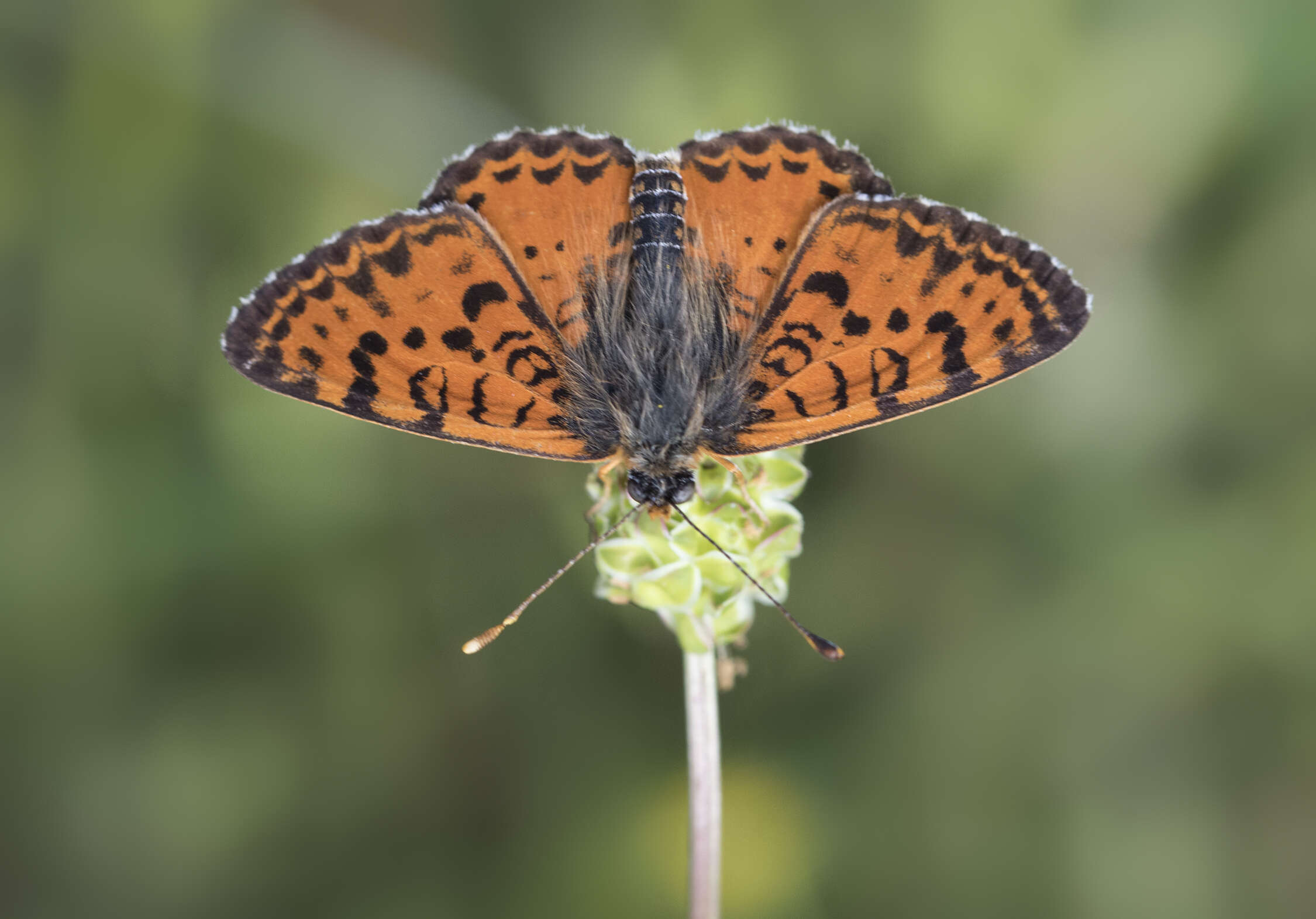 Image of Red-Band Fritillary