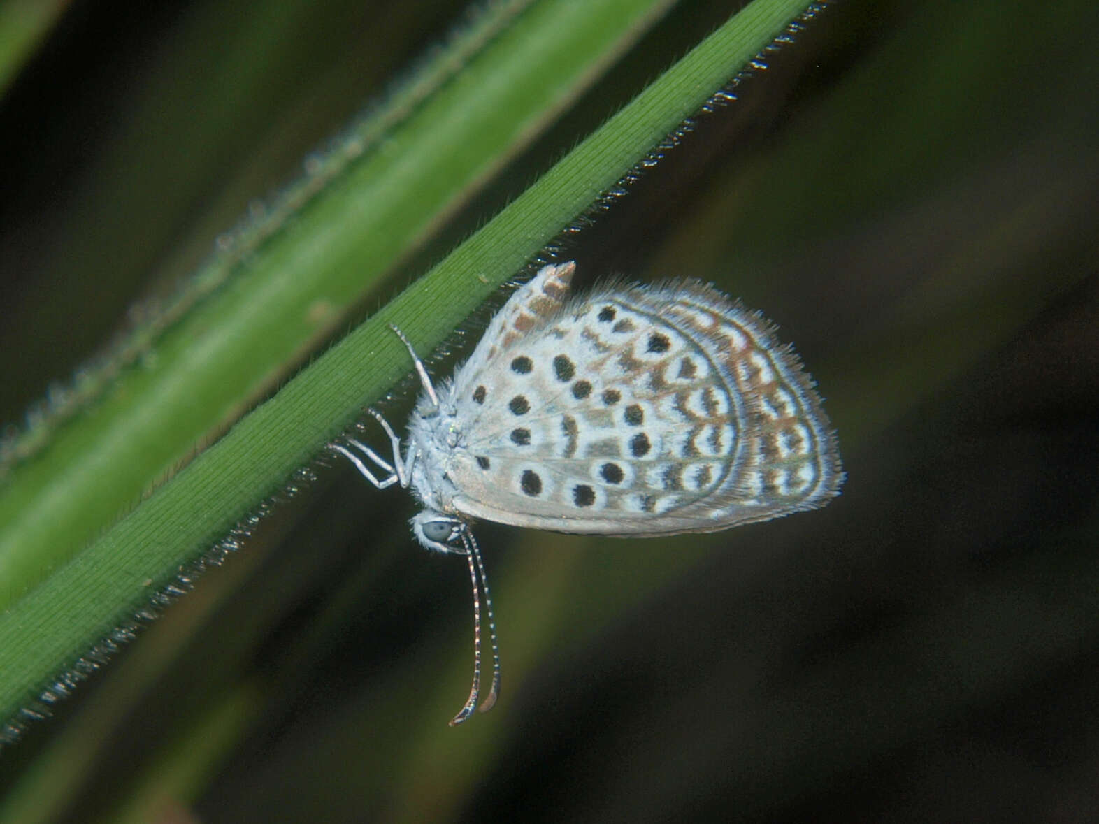 Actizera lucida (Trimen 1883) resmi