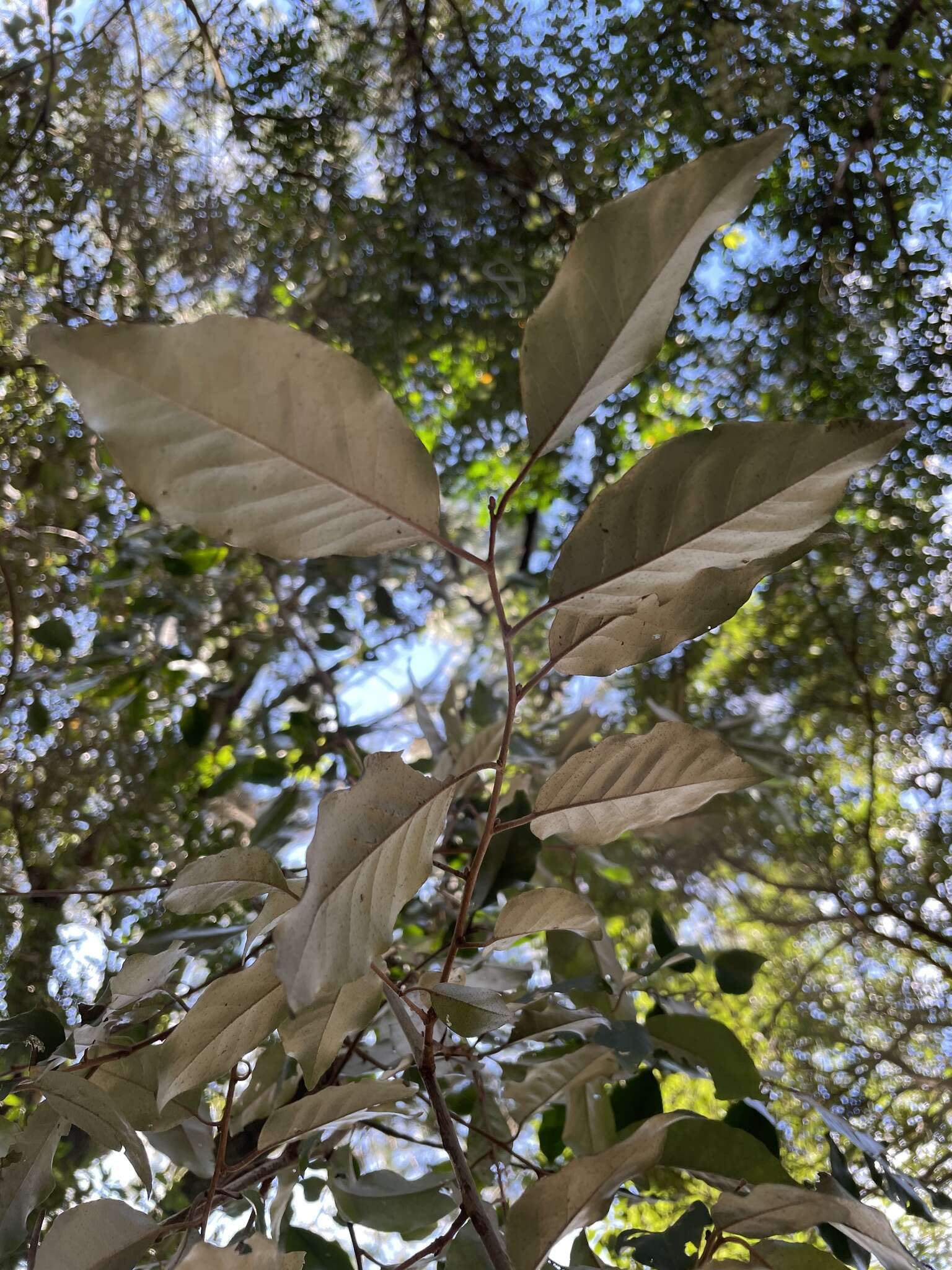 Image of Elaeagnus thunbergii Servettaz