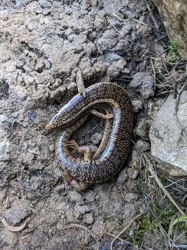 Image of Chalcides ocellatus tiligugu (Gmelin 1789)