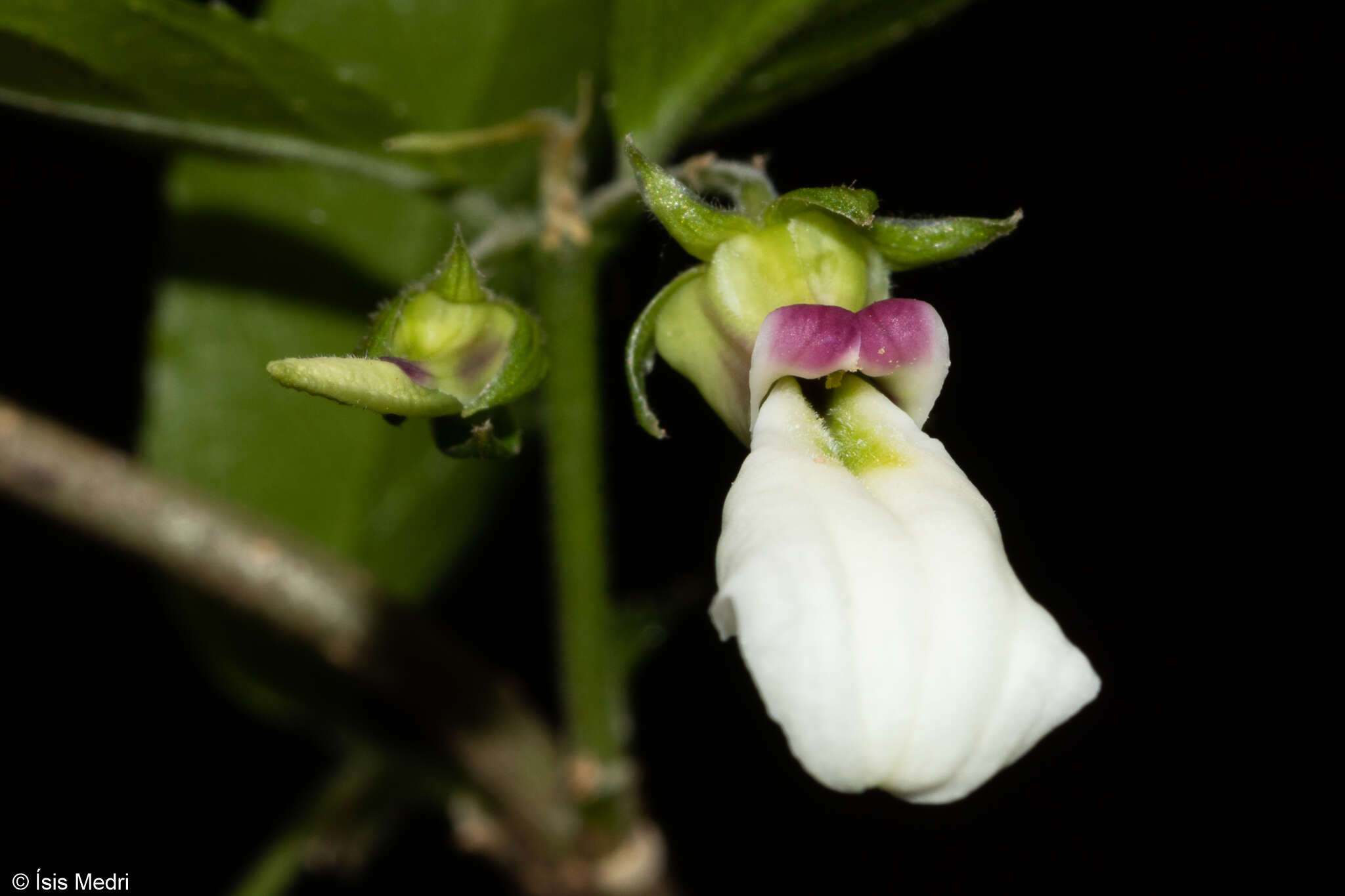 Pombalia bigibbosa (A. St.-Hil.) Paula-Souza resmi