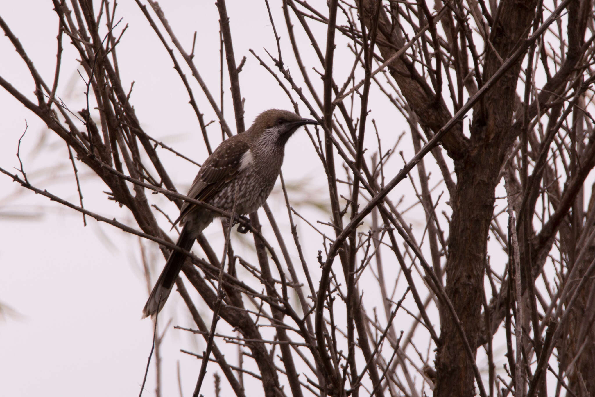 Image of Little Wattlebird