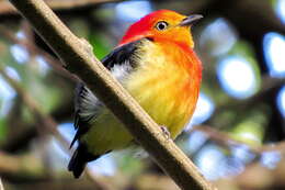 Image of Band-tailed Manakin