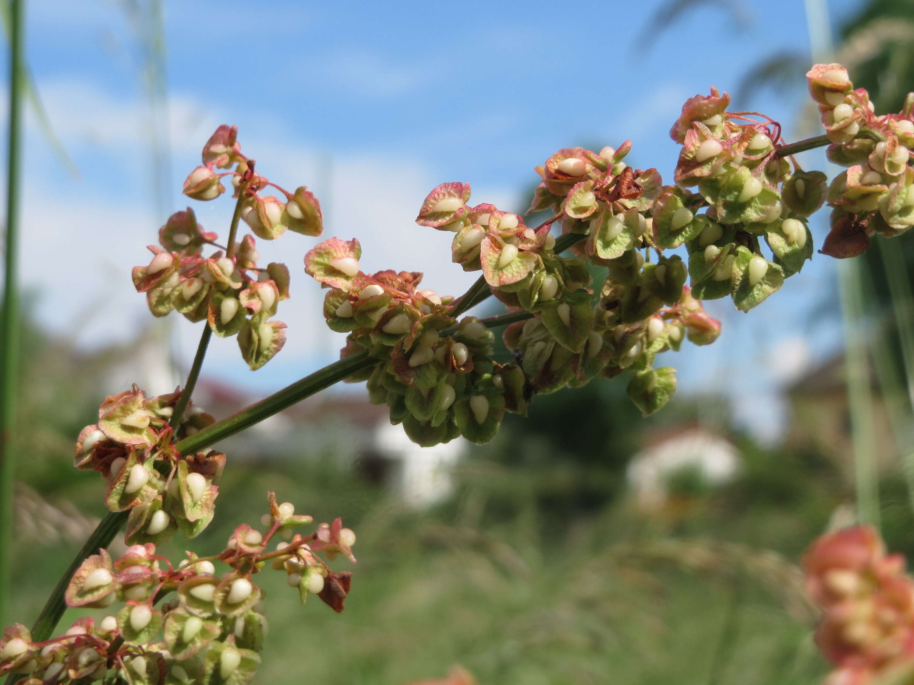 Imagem de Rumex obtusifolius L.