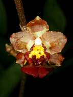 Image of dancinglady orchid