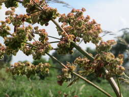 Imagem de Rumex obtusifolius L.