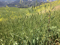 Image of wild oat