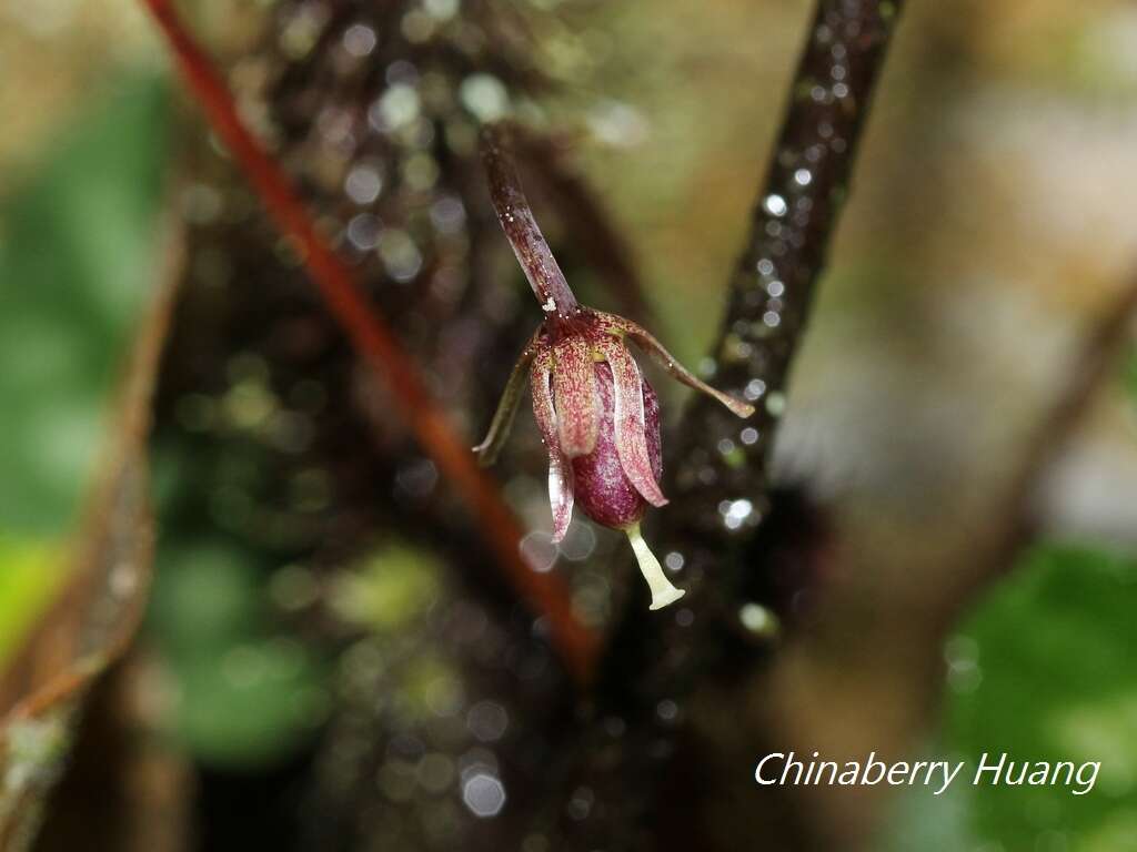 Imagem de Viola formosana Hayata