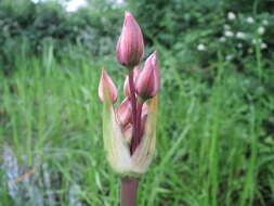 Image of flowering rush family