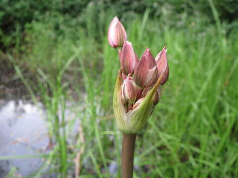 Image of flowering rush family