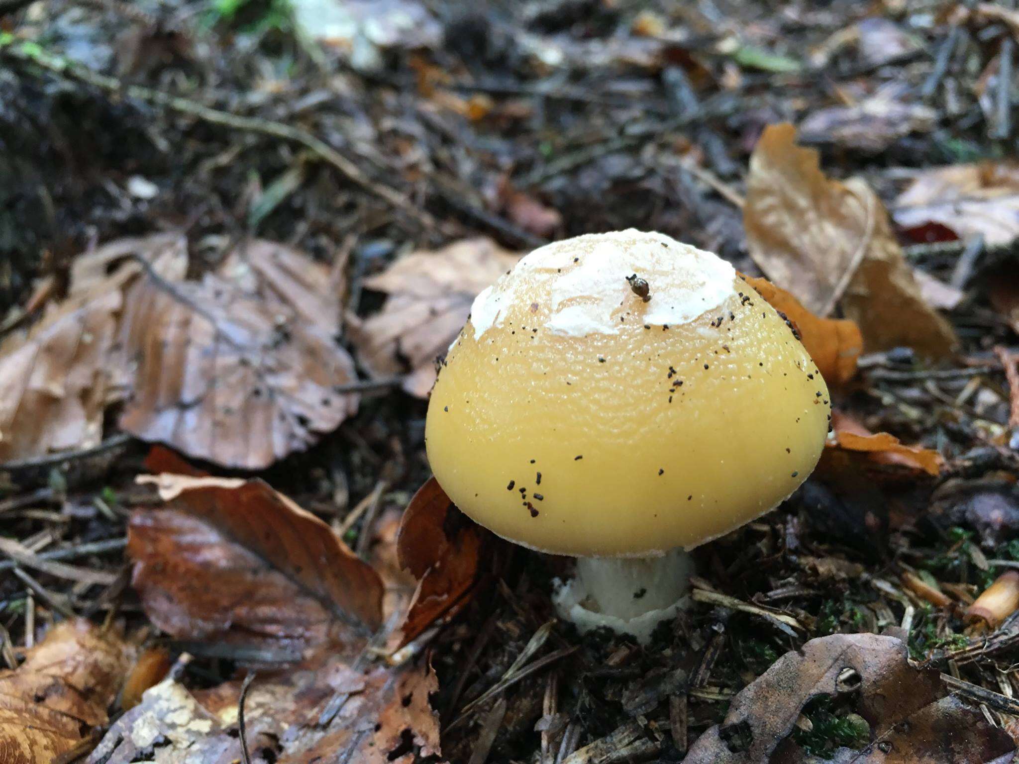 Image of gemmed Amanita