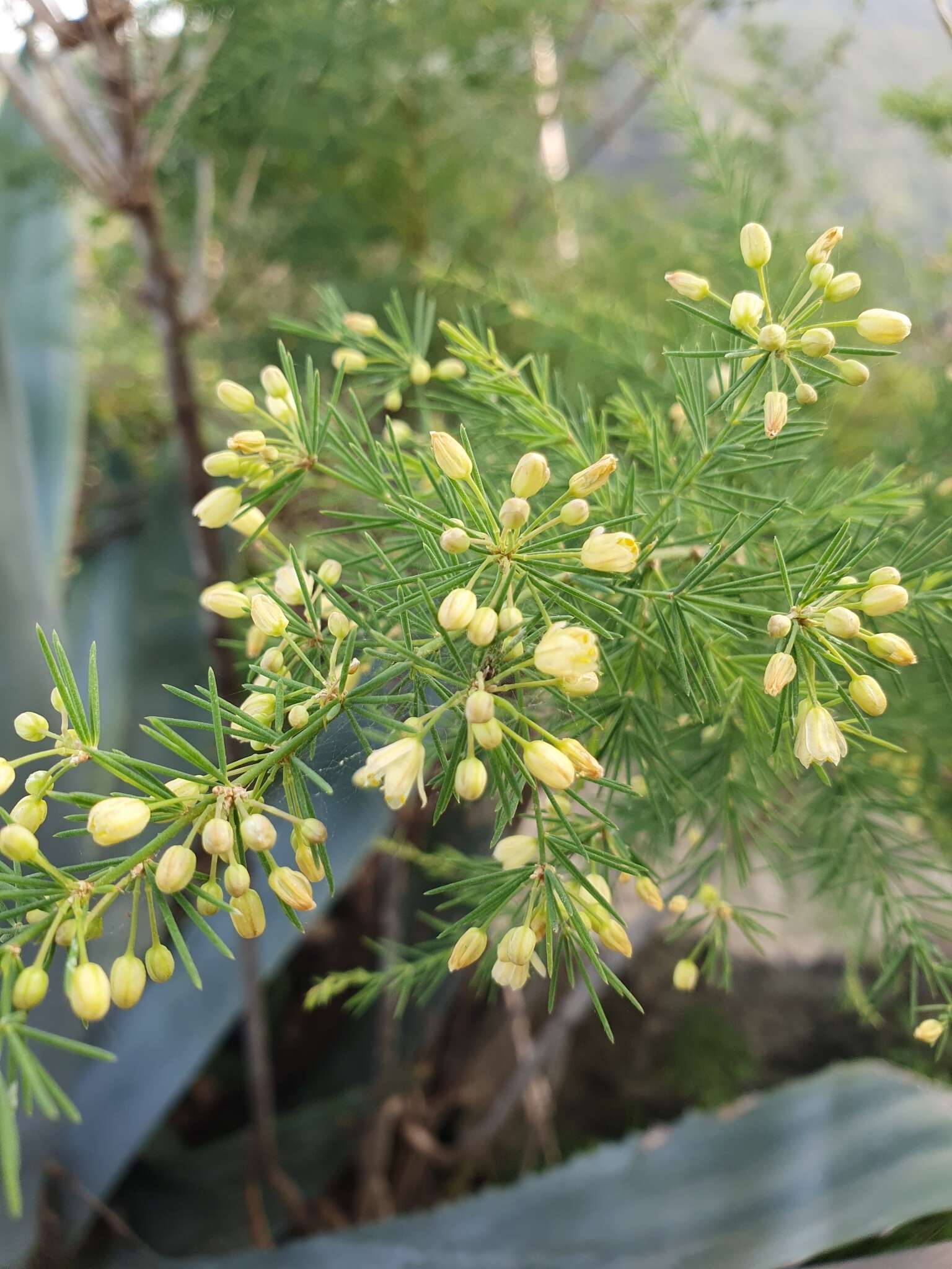 Image of Asparagus scoparius Lowe