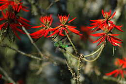 Sivun Amazilia versicolor kuva