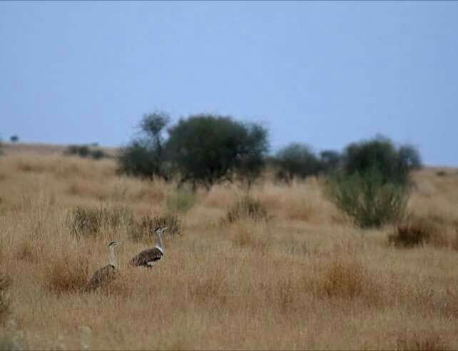 Image of Great Indian Bustard