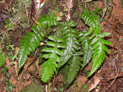 Image of Stegnogramma dictyoclinoides Ching