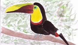 Image of toucans