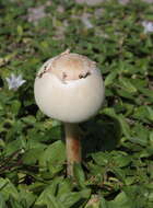 Image of Green-spored parasol