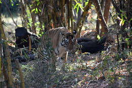 Image de tigre du Bengale