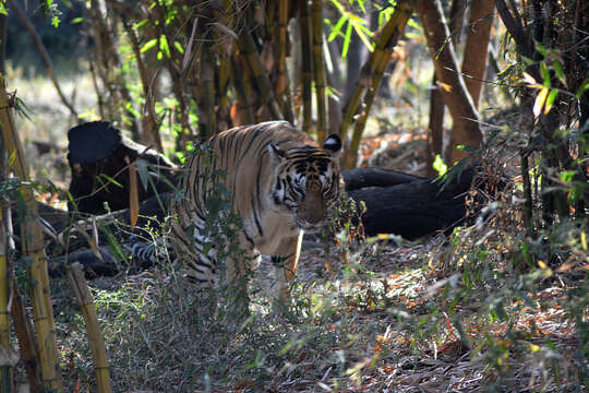 Image de tigre du Bengale