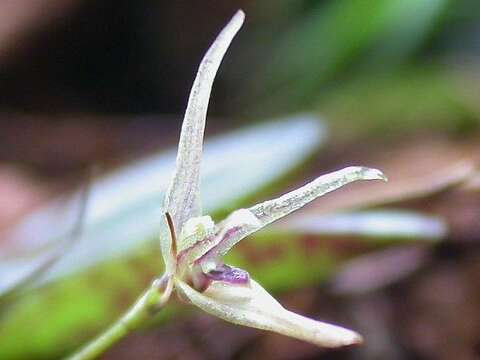 Image of Acianthera duartei (Hoehne) Pridgeon & M. W. Chase