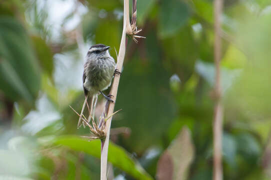 Image of Unstreaked Tit-Tyrant