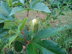 Plancia ëd Passiflora incarnata L.