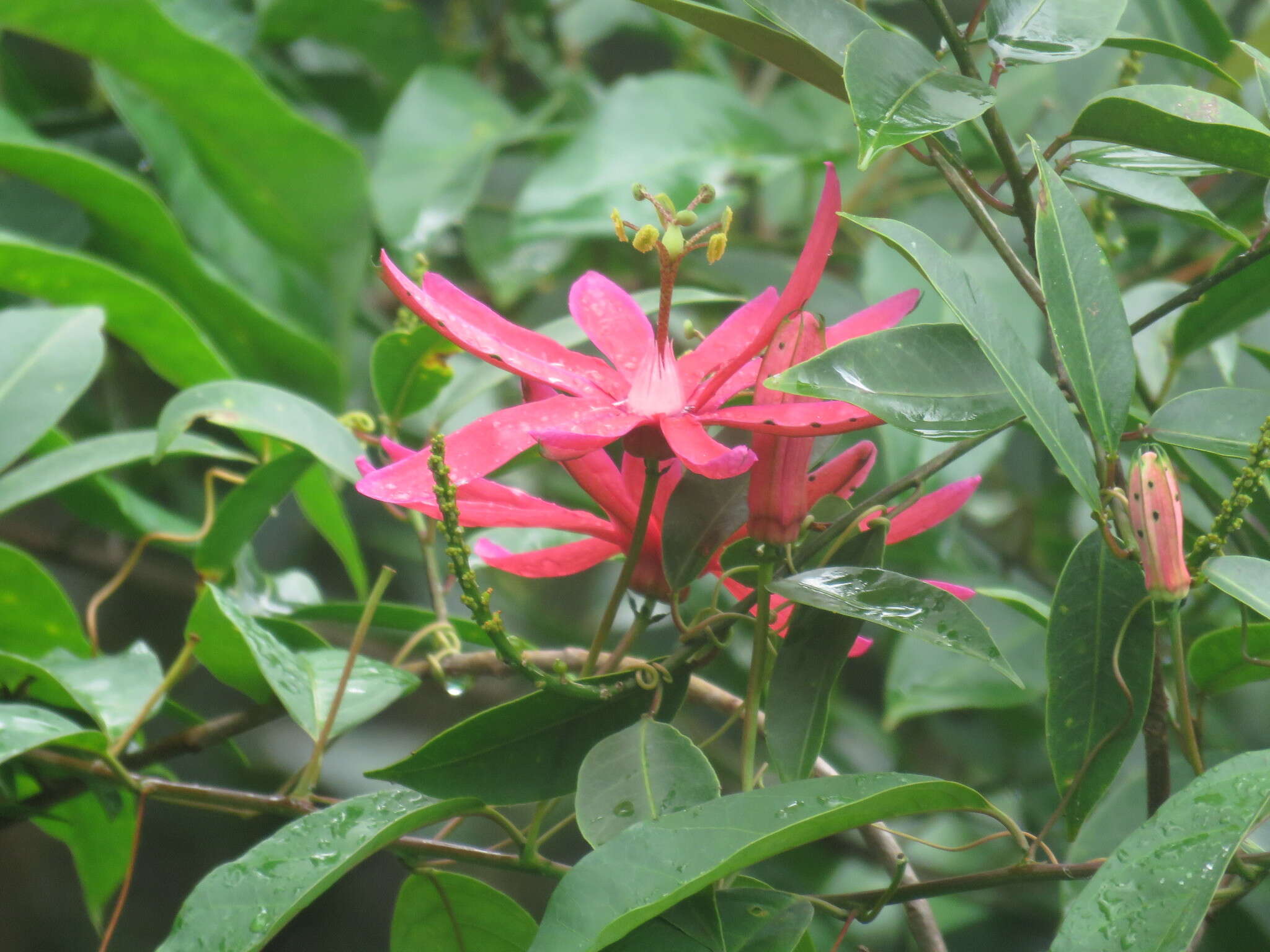 Image of Passiflora variolata Poepp. & Endl.